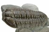 Long Prone Flexicalymene Trilobite - Mt Orab, Ohio #224956-2